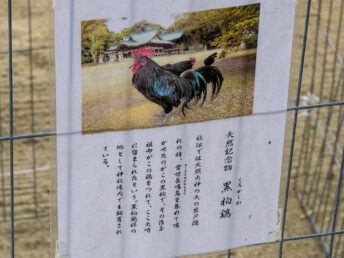 黒柏について（玉祖神社）