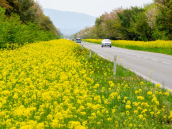 県道298号線（菜の花ロード）