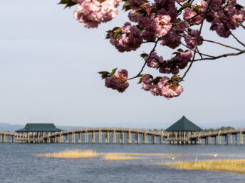 八重桜（鶴の舞橋）