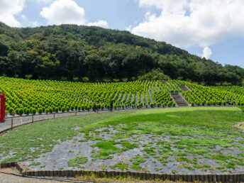 コキア畑（志摩市観光農園）