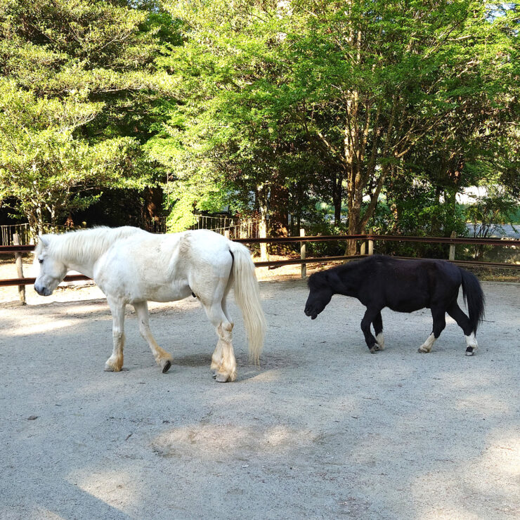 丹生川上神社 下社