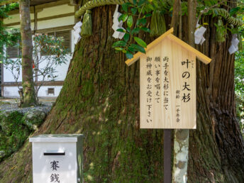 叶の大杉（丹生川上神社中社）