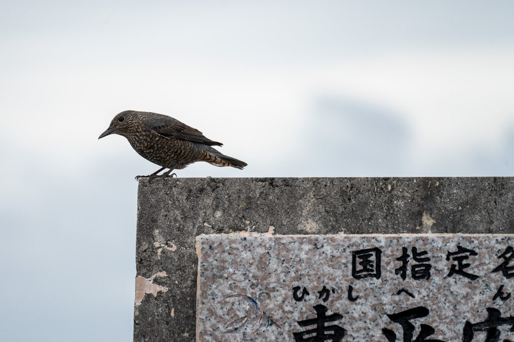 イソヒヨドリのメス(東平安名﨑)