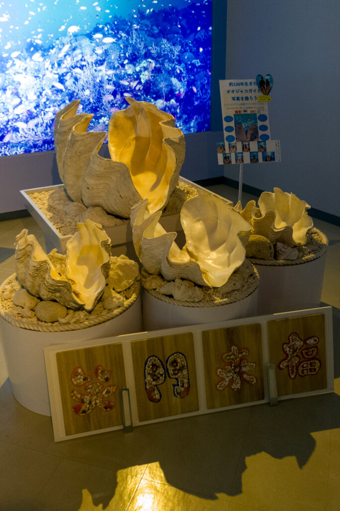 オオジャコガイがいっぱい（宮古島海宝館）