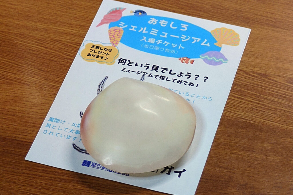 貝殻のお土産