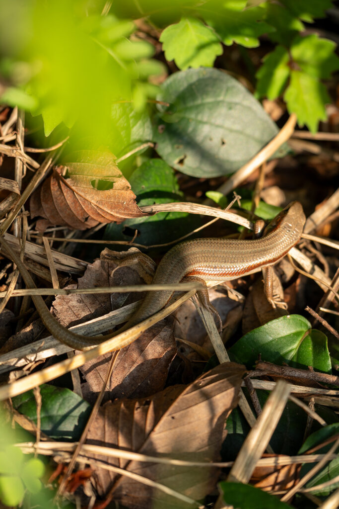 トカゲ（夕日ヶ丘展望広場）