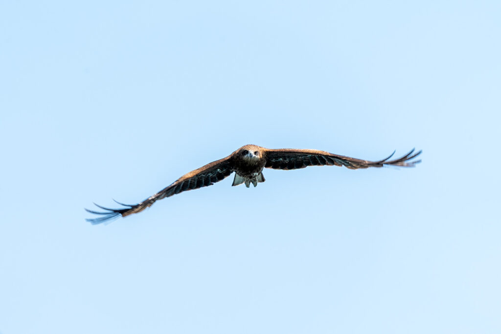 トビ（下田港）