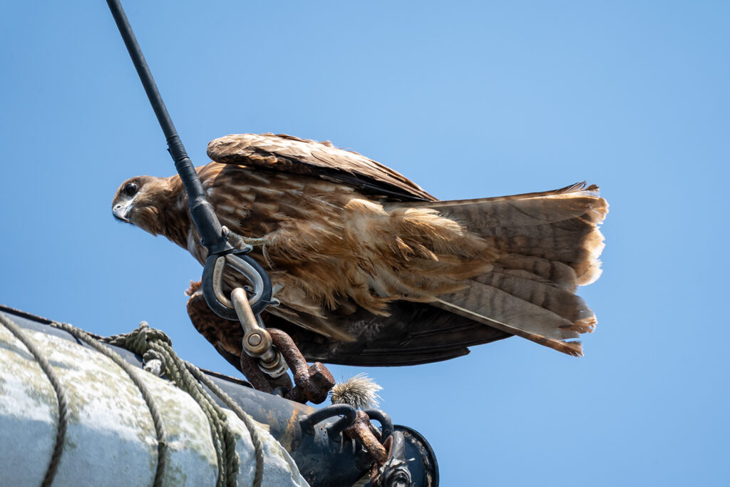 トビ（下田港）
