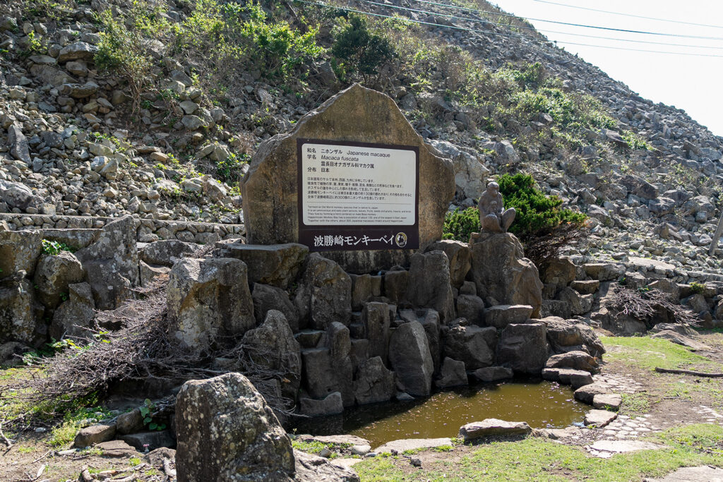 ニホンザルの説明（波勝崎モンキーベイ）