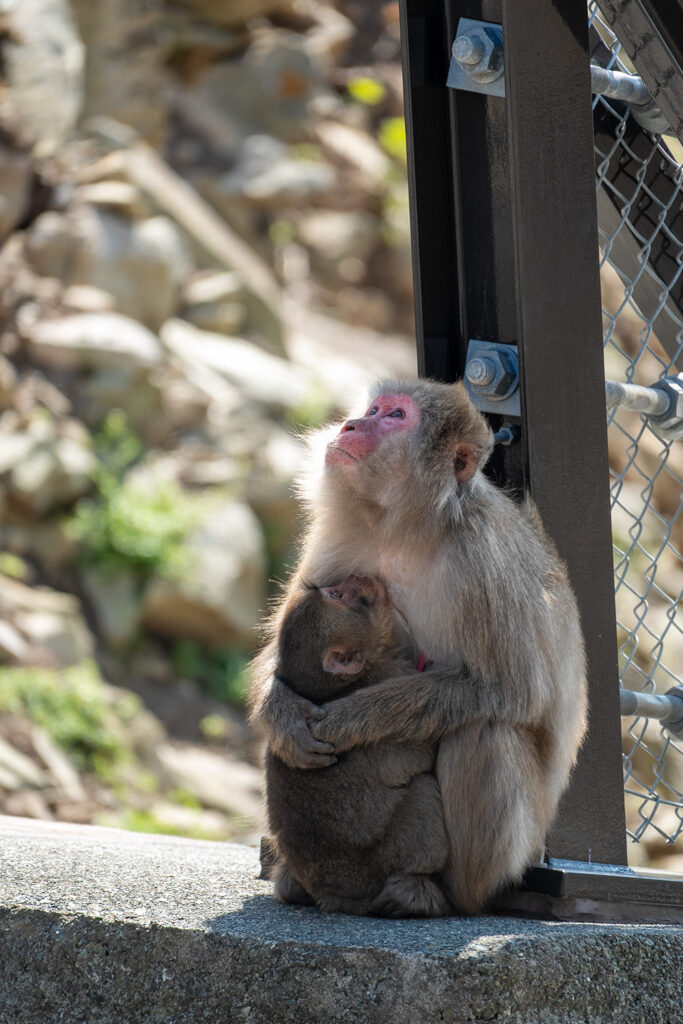 ニホンザルの親子（波勝崎モンキーベイ）