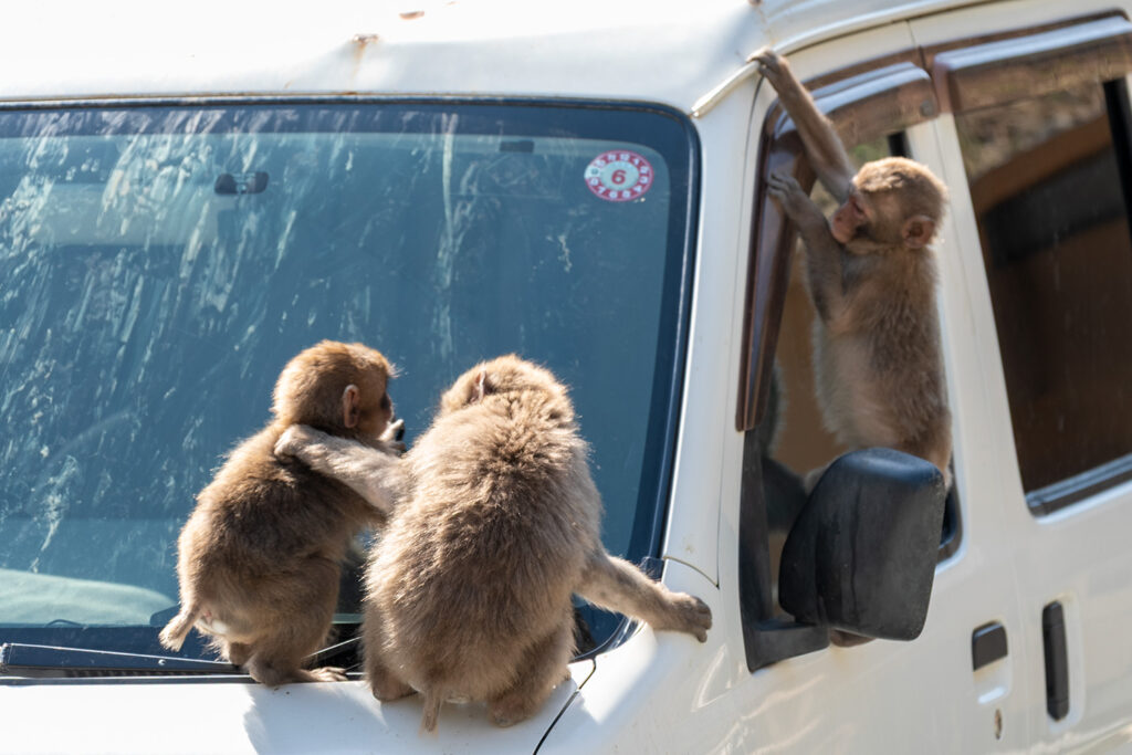 ニホンザルの兄弟？（波勝崎モンキーベイ）