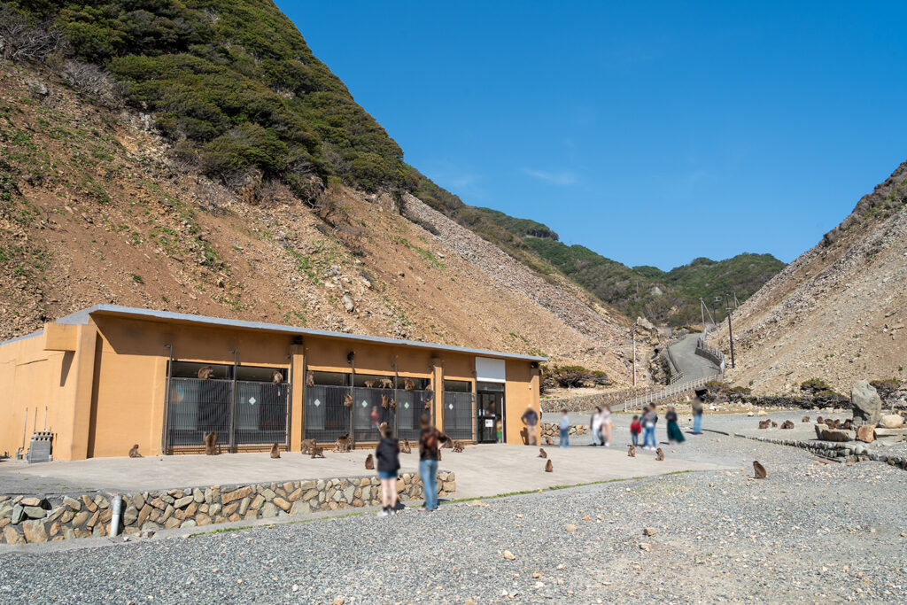 餌やり場（波勝崎モンキーベイ）
