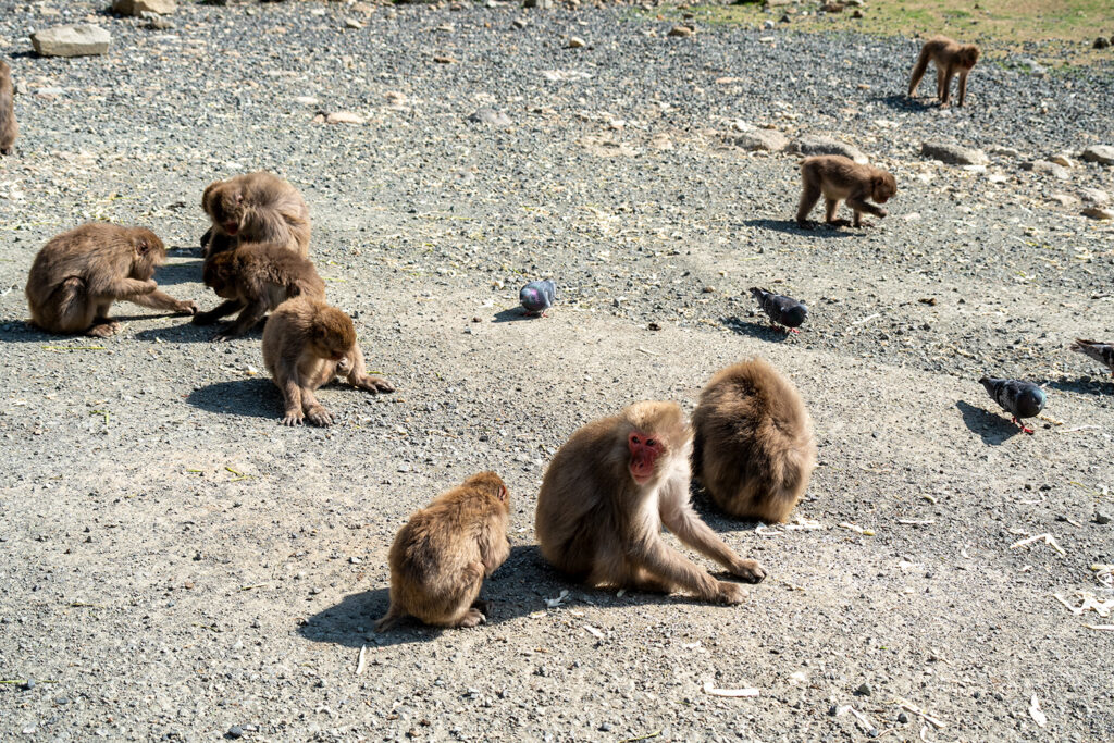 猿と鳩（波勝崎モンキーベイ）