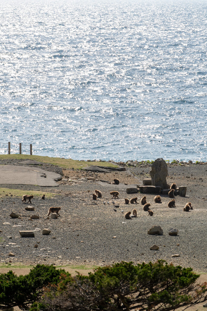 猿と海（波勝崎モンキーベイ）