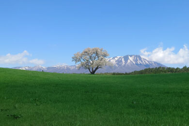小岩井農場の一本桜
