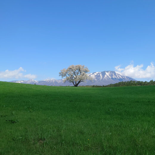 小岩井農場の一本桜