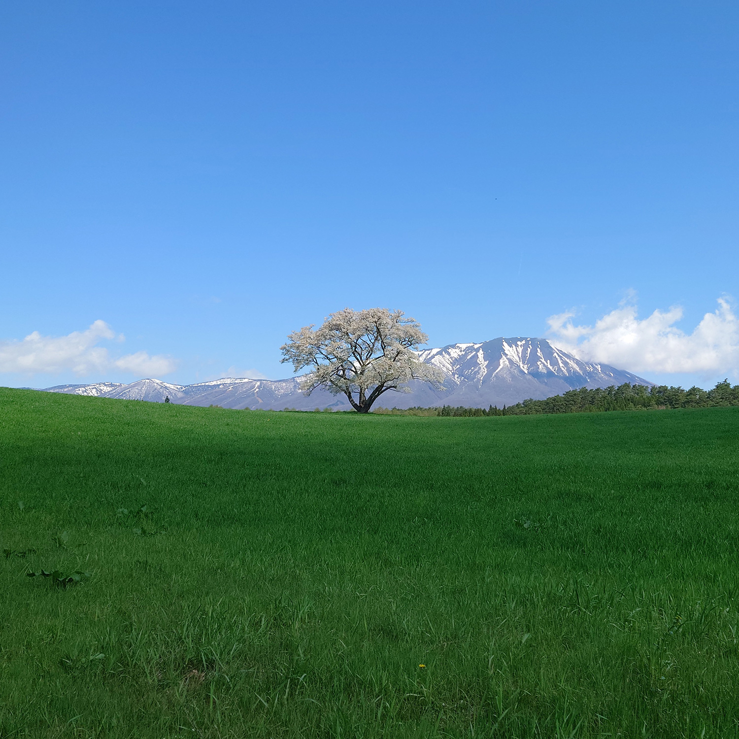 小岩井農場の一本桜