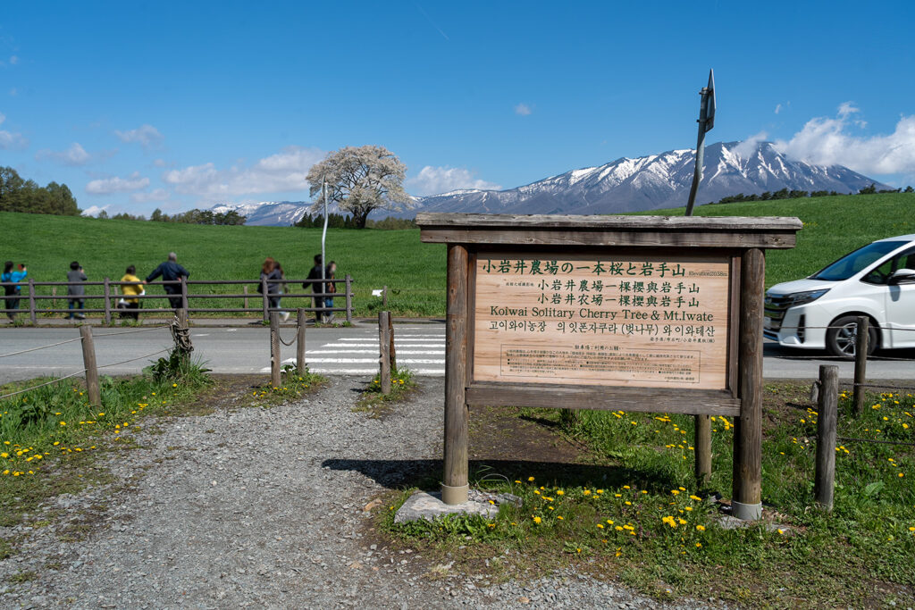 駐車場（小岩井農場の一本桜）
