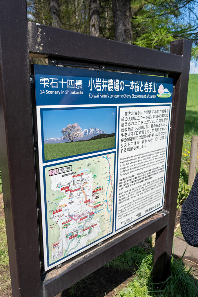 案内看板（小岩井農場の一本桜）
