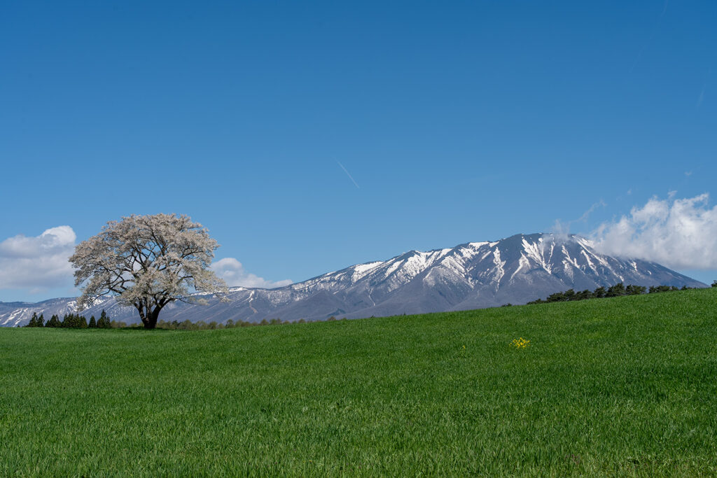 小岩井農場の一本桜
