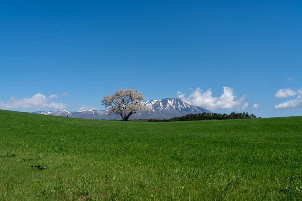 小岩井農場の一本桜