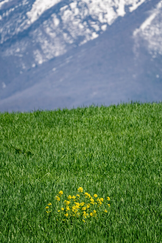 菜の花（小岩井農場の一本桜）