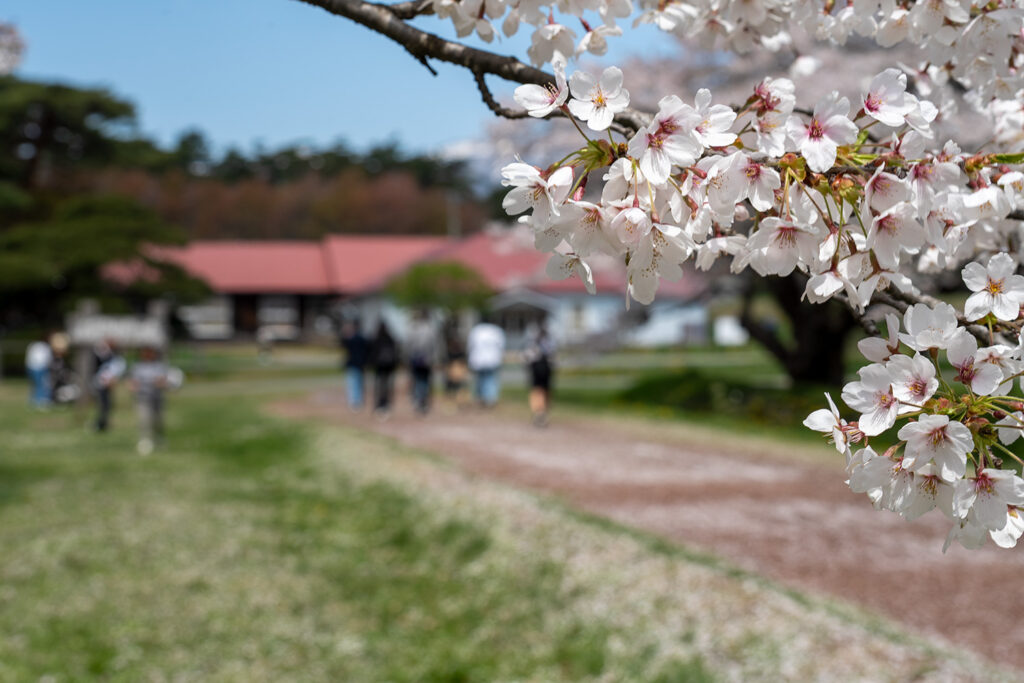上丸牛舎の桜（小岩井農場上丸牛舎）