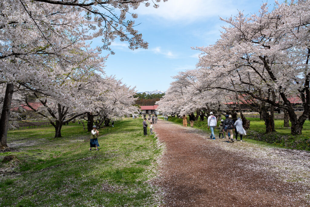 上丸牛舎の桜（小岩井農場上丸牛舎）