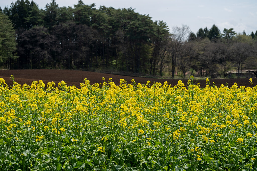 丸谷地菜の花畑（県道219号線）