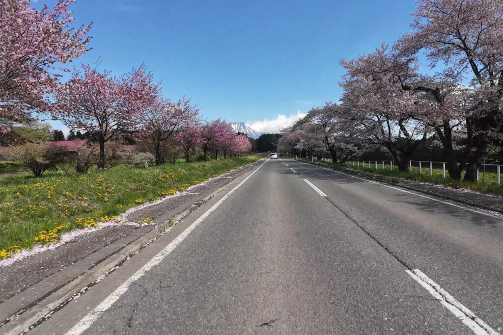 小岩井農場の桜並木（県道219号線）