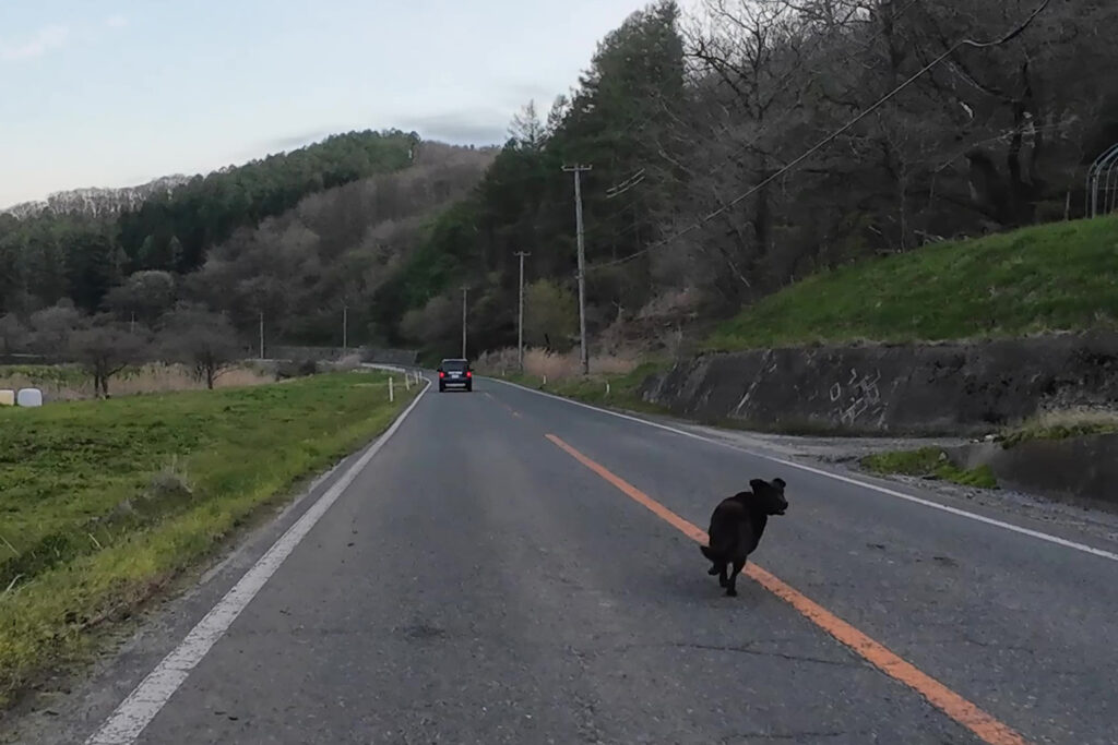 犬？（国道340号線）