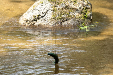 かっぱ淵のきゅうり