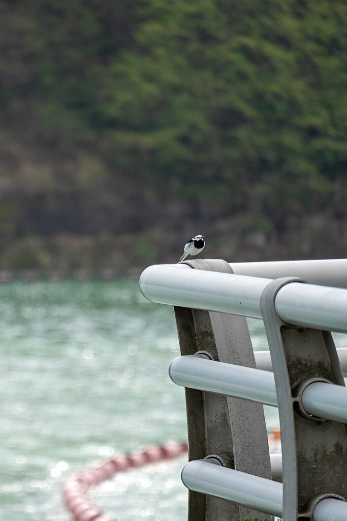 羽休め(湯田ダム)