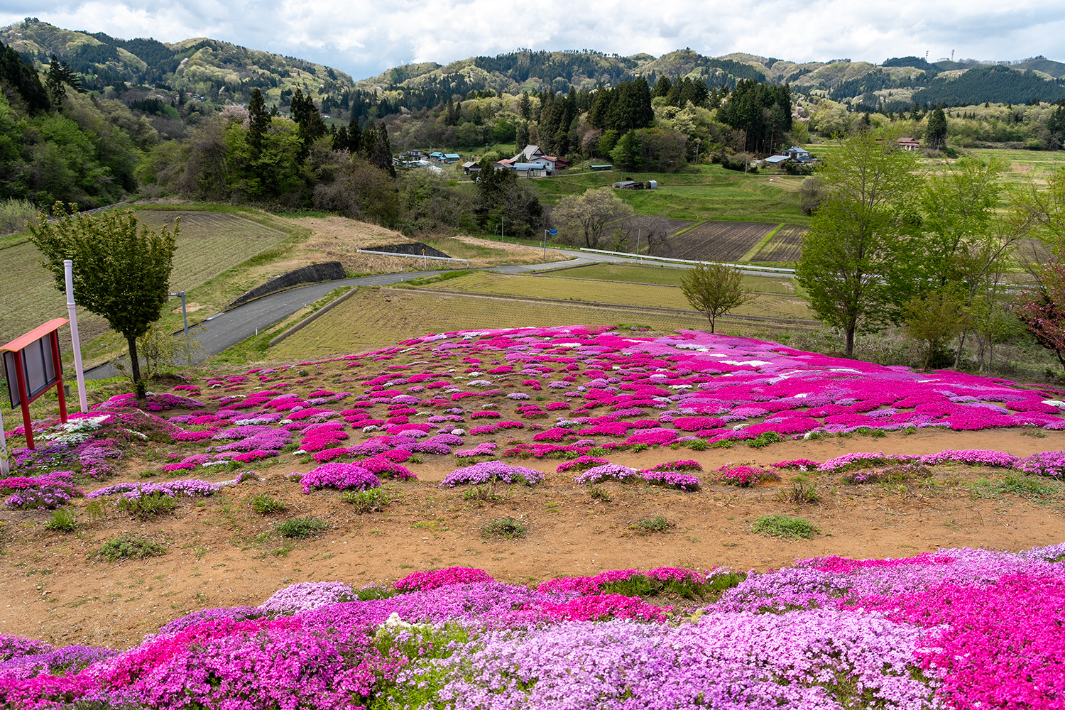 花畑(芝桜公園)