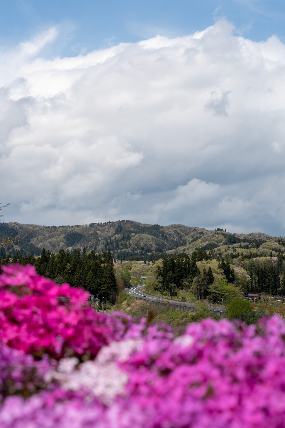 公園からの眺め(芝桜公園)