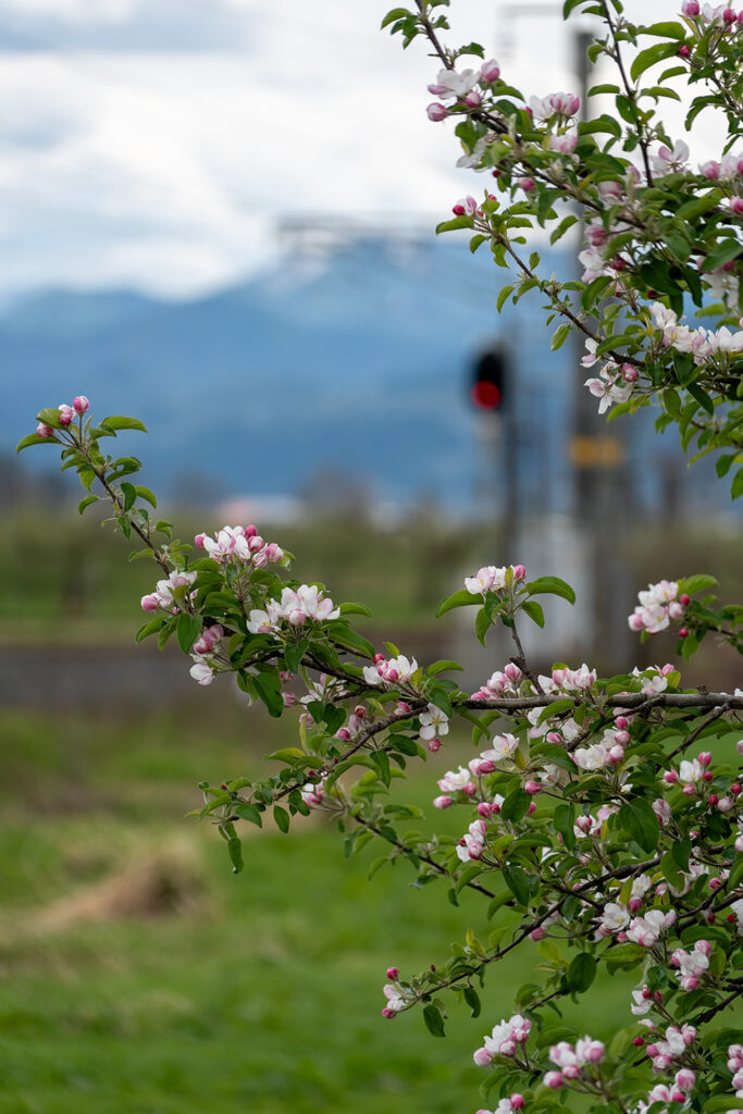 りんごの花(県道108号線)