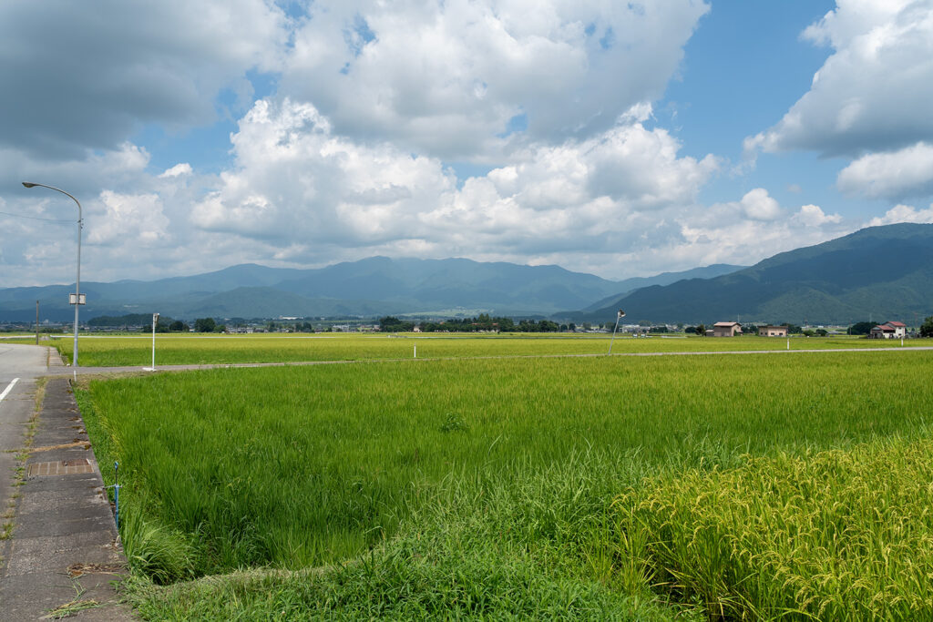 夏の田んぼ(大野市木本付近)