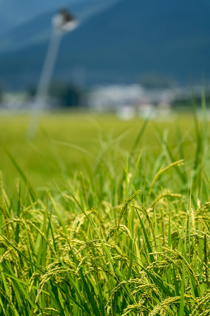 稲穂(大野市木本付近)